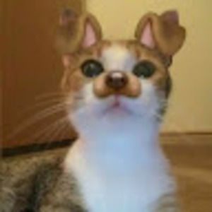 Meet your Posher, Bray